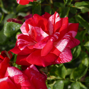 Roza - bela - Vrtnice Floribunda